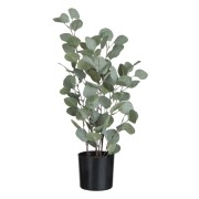 Eucalyptus I Kruka Stor